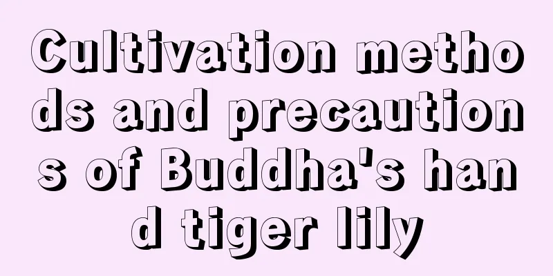 Cultivation methods and precautions of Buddha's hand tiger lily