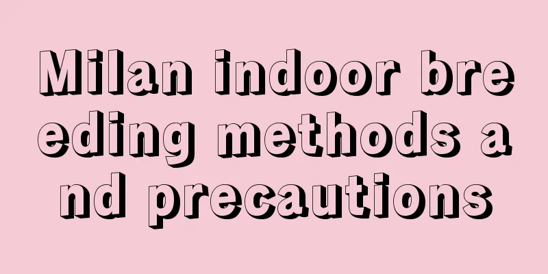 Milan indoor breeding methods and precautions