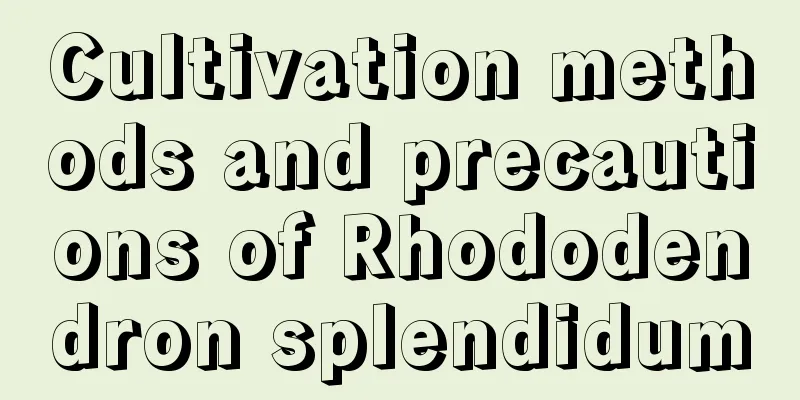 Cultivation methods and precautions of Rhododendron splendidum