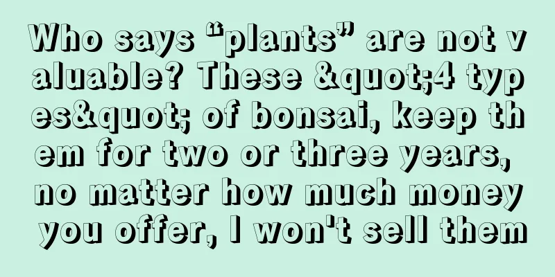 Who says “plants” are not valuable? These "4 types" of bonsai, keep them for two or three years, no matter how much money you offer, I won't sell them