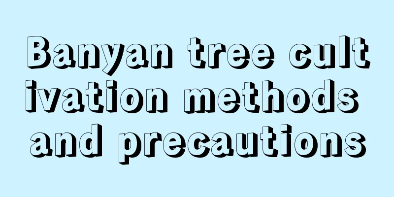 Banyan tree cultivation methods and precautions