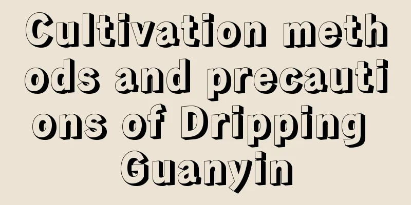 Cultivation methods and precautions of Dripping Guanyin