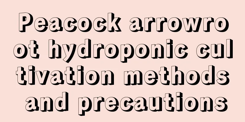 Peacock arrowroot hydroponic cultivation methods and precautions