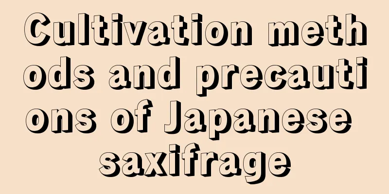 Cultivation methods and precautions of Japanese saxifrage