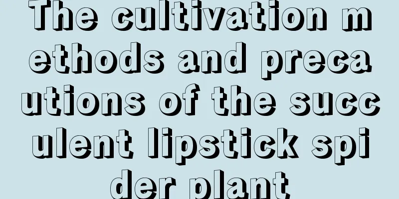 The cultivation methods and precautions of the succulent lipstick spider plant