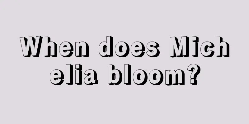 When does Michelia bloom?