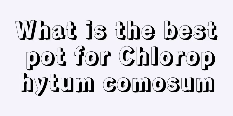 What is the best pot for Chlorophytum comosum