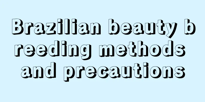 Brazilian beauty breeding methods and precautions