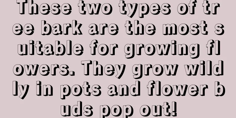 These two types of tree bark are the most suitable for growing flowers. They grow wildly in pots and flower buds pop out!