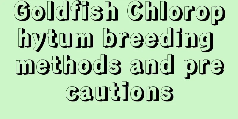 Goldfish Chlorophytum breeding methods and precautions