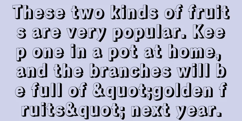 These two kinds of fruits are very popular. Keep one in a pot at home, and the branches will be full of "golden fruits" next year.