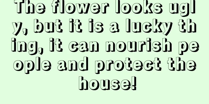 The flower looks ugly, but it is a lucky thing, it can nourish people and protect the house!