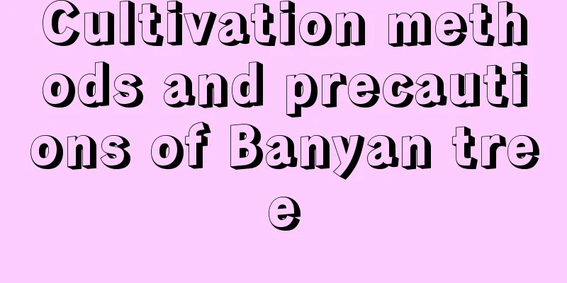 Cultivation methods and precautions of Banyan tree