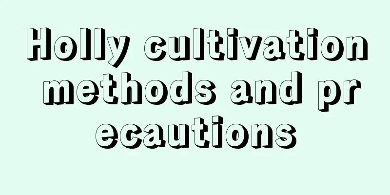 Holly cultivation methods and precautions