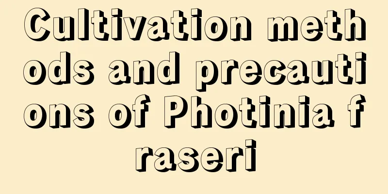 Cultivation methods and precautions of Photinia fraseri