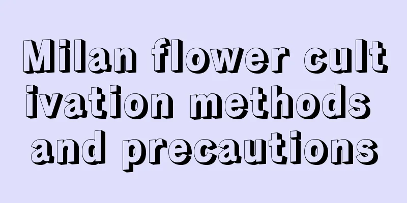 Milan flower cultivation methods and precautions