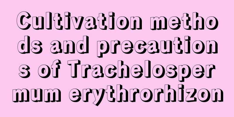 Cultivation methods and precautions of Trachelospermum erythrorhizon