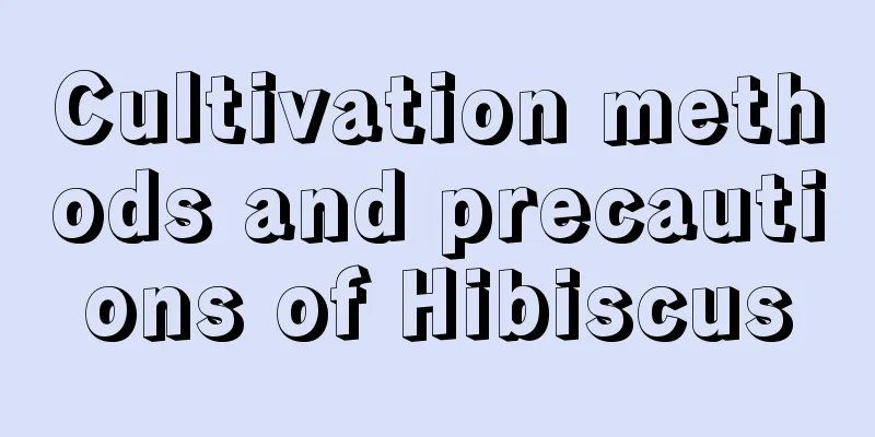 Cultivation methods and precautions of Hibiscus