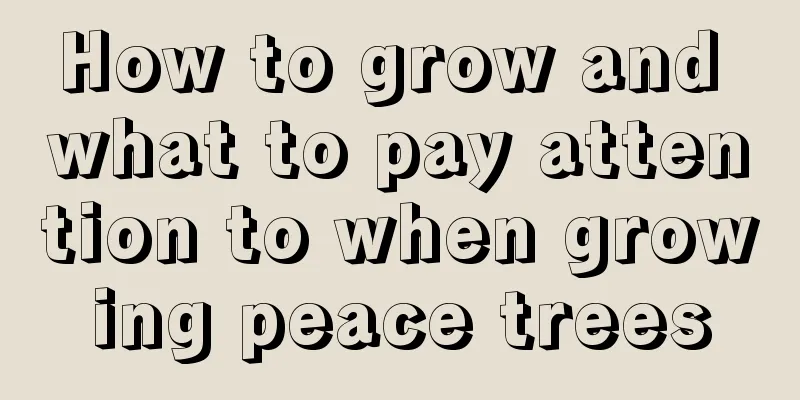 How to grow and what to pay attention to when growing peace trees