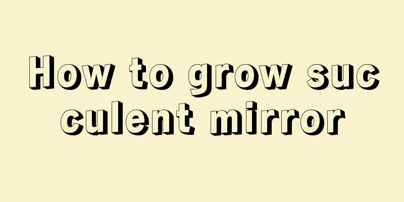 How to grow succulent mirror