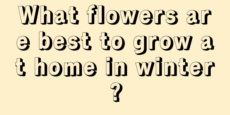 What flowers are best to grow at home in winter?