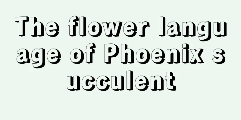 The flower language of Phoenix succulent