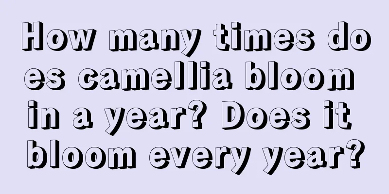 How many times does camellia bloom in a year? Does it bloom every year?