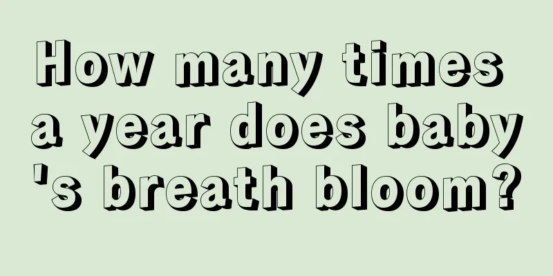 How many times a year does baby's breath bloom?