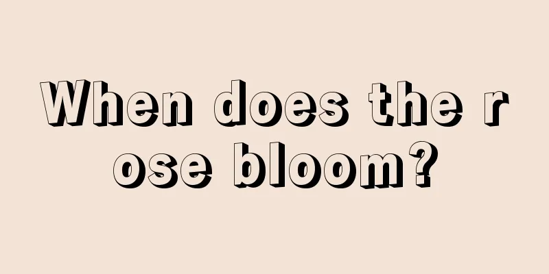 When does the rose bloom?