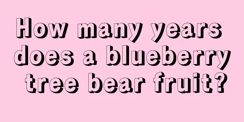 How many years does a blueberry tree bear fruit?