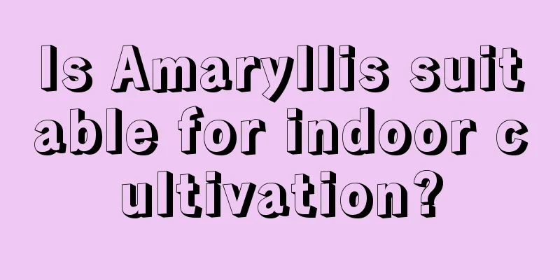 Is Amaryllis suitable for indoor cultivation?