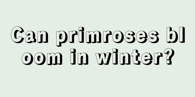 Can primroses bloom in winter?