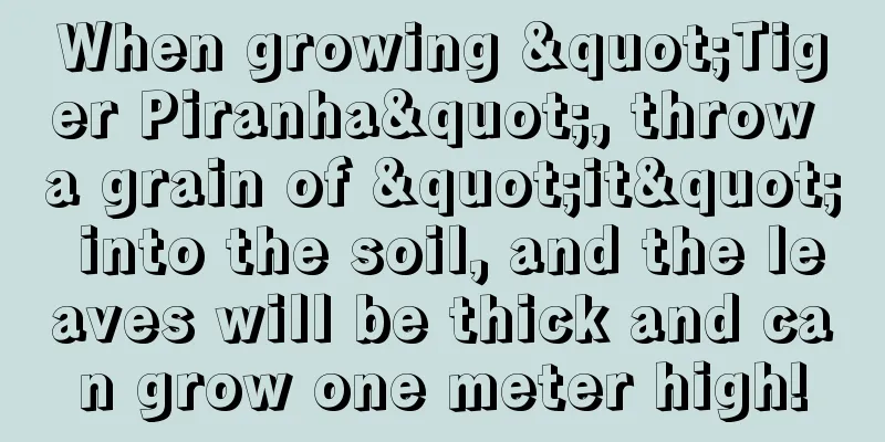 When growing "Tiger Piranha", throw a grain of "it" into the soil, and the leaves will be thick and can grow one meter high!