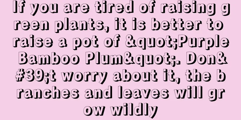 If you are tired of raising green plants, it is better to raise a pot of "Purple Bamboo Plum". Don't worry about it, the branches and leaves will grow wildly