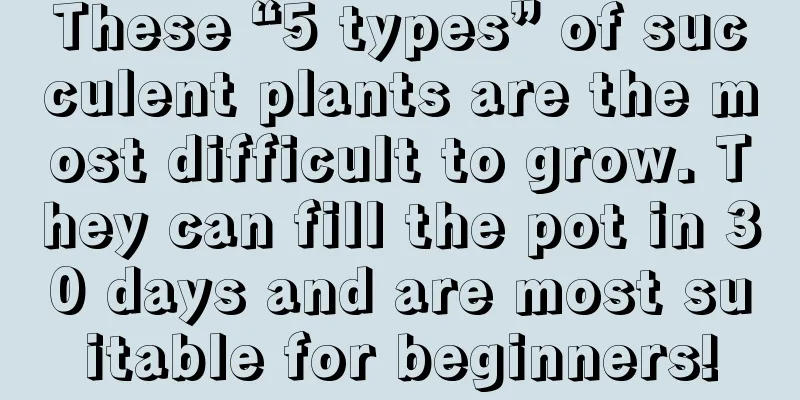 These “5 types” of succulent plants are the most difficult to grow. They can fill the pot in 30 days and are most suitable for beginners!