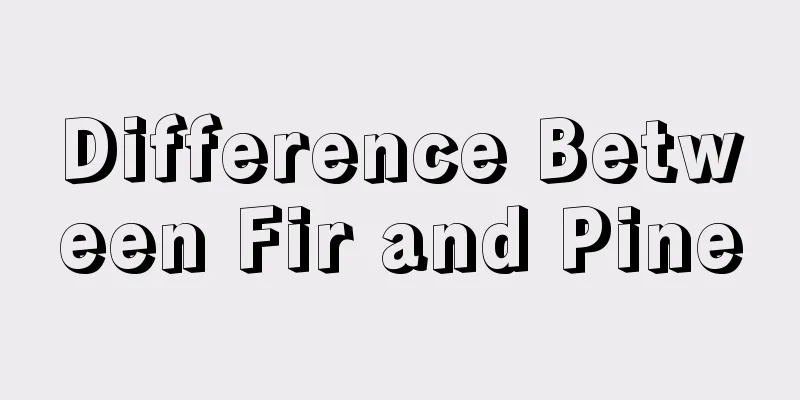 Difference Between Fir and Pine