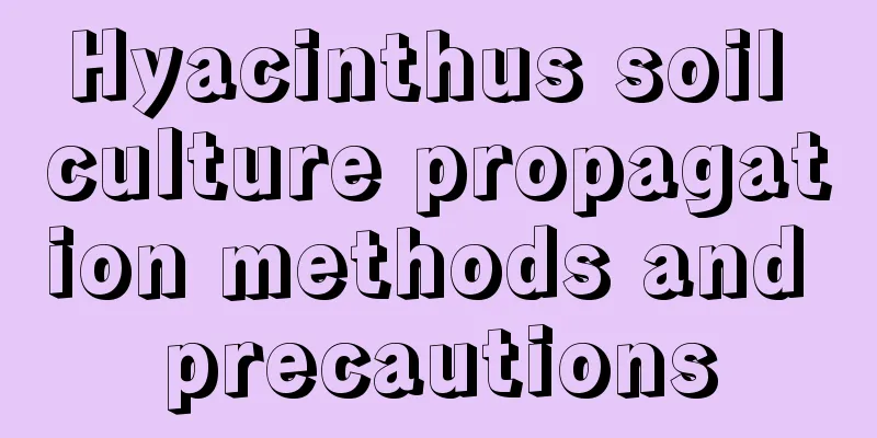 Hyacinthus soil culture propagation methods and precautions