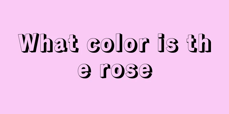 What color is the rose