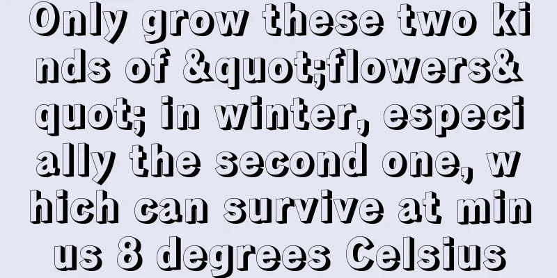 Only grow these two kinds of "flowers" in winter, especially the second one, which can survive at minus 8 degrees Celsius