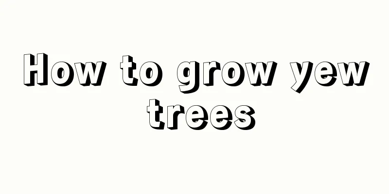 How to grow yew trees