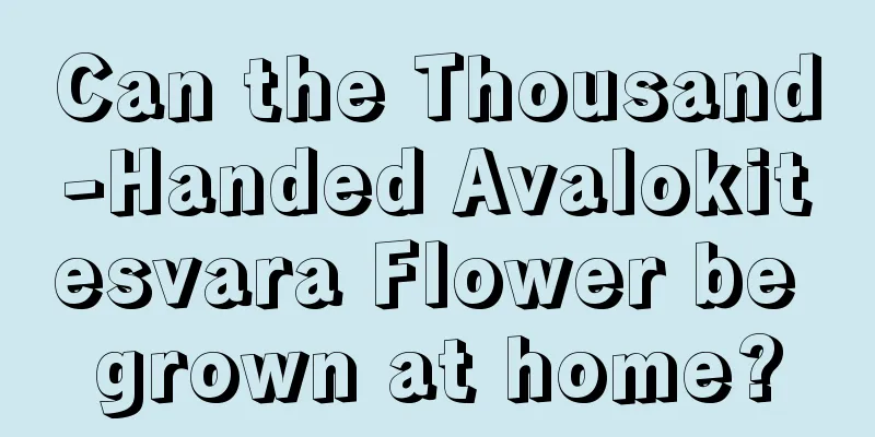 Can the Thousand-Handed Avalokitesvara Flower be grown at home?