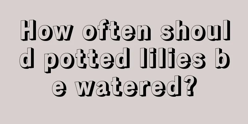 How often should potted lilies be watered?