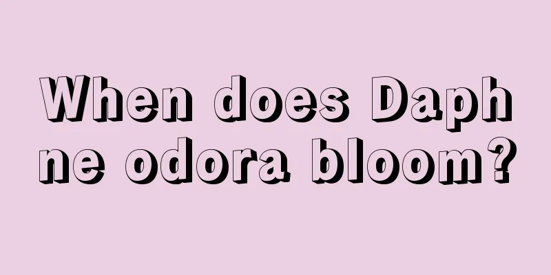 When does Daphne odora bloom?