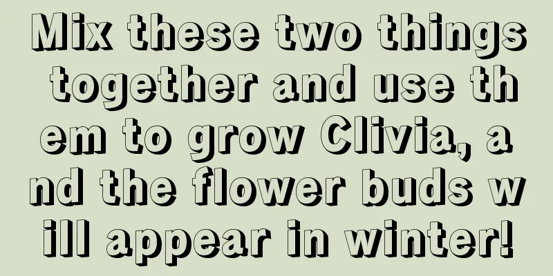 Mix these two things together and use them to grow Clivia, and the flower buds will appear in winter!