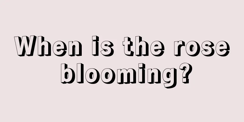 When is the rose blooming?