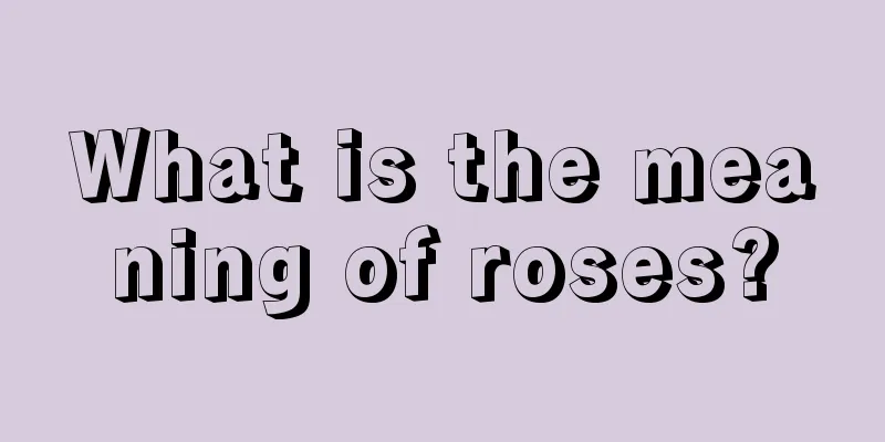 What is the meaning of roses?