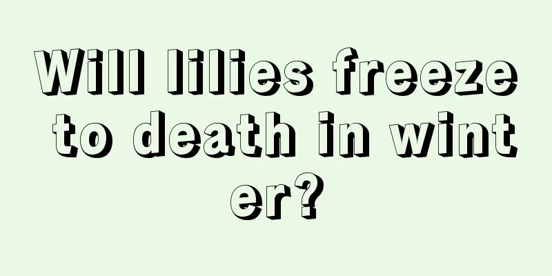 Will lilies freeze to death in winter?