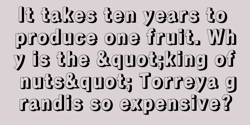 It takes ten years to produce one fruit. Why is the "king of nuts" Torreya grandis so expensive?