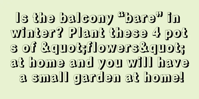 Is the balcony “bare” in winter? Plant these 4 pots of "flowers" at home and you will have a small garden at home!