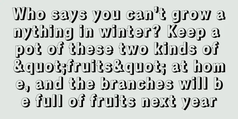 Who says you can’t grow anything in winter? Keep a pot of these two kinds of "fruits" at home, and the branches will be full of fruits next year